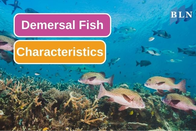 7 Unique Features Of Demersal Fish